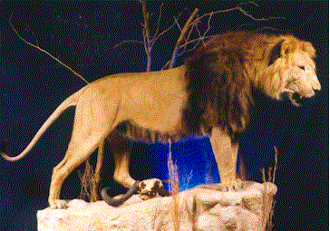 African Lion Mount Side View