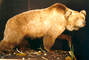 bear.gif (42138 bytes)