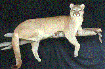 cougar.gif (36919 bytes)